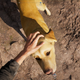 Image for article titled Far Cry 5 Has Some Very Good Dogs